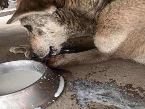 Emaciated dog with oral discharge found