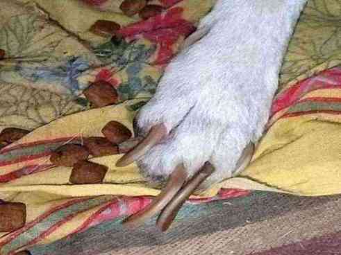 Dog with severely overgrown nails