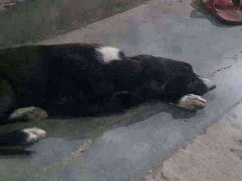 Dog resting outdoors