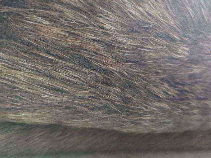 Dog with severe skin irritation photo