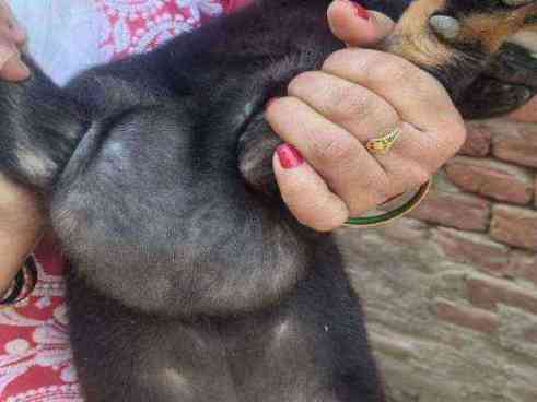 Puppy found with significant abdominal swelling