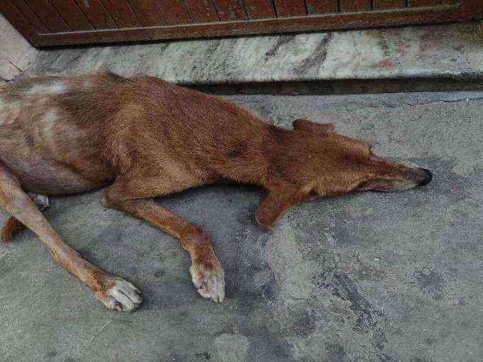 Severely emaciated dog with severe skin condition photo