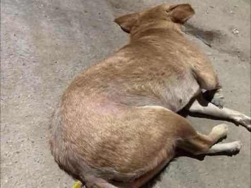 Stray dog with severe skin condition and possible injury