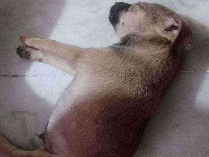 Puppy resting peacefully