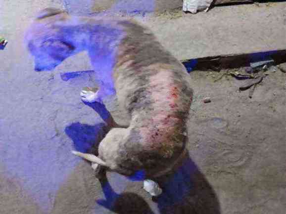 Severely ill dog with extensive skin lesions