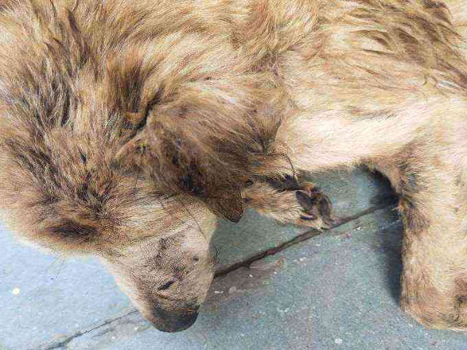 Emaciated and neglected stray dog photo
