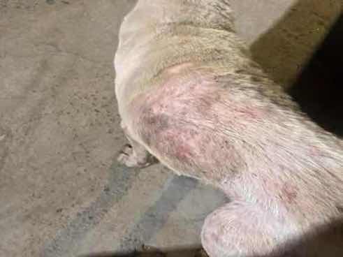 Dog with severe skin condition found