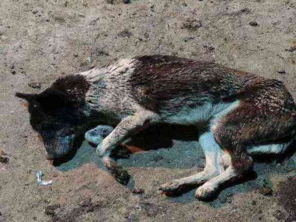 Severely injured or ill stray dog photo