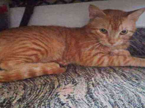 Healthy orange tabby cat observed