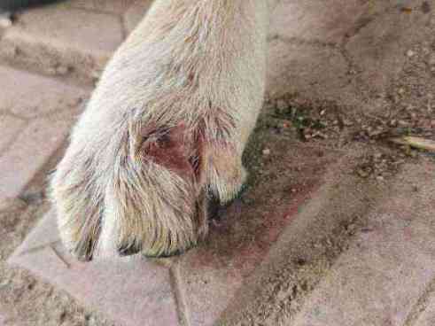 Dog with severe paw lesion