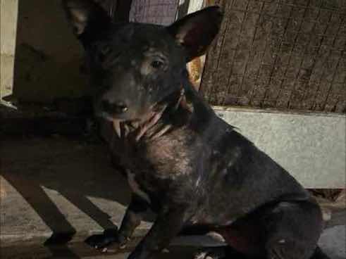 Stray dog with severe skin infection
