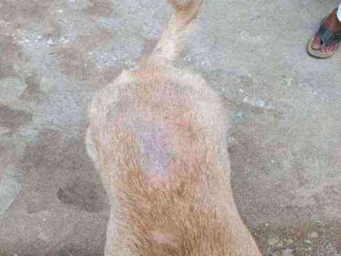 Stray dog with severe skin condition