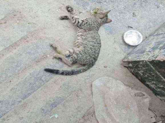 Unresponsive kitten found