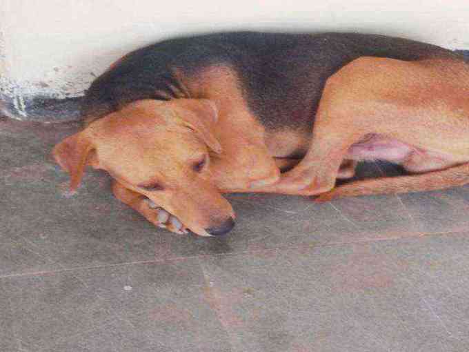 This dog has something stuck in its throat
