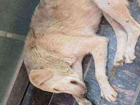 Stray dog distemper