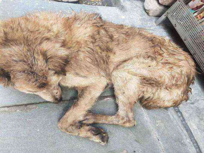 Emaciated and neglected stray dog photo