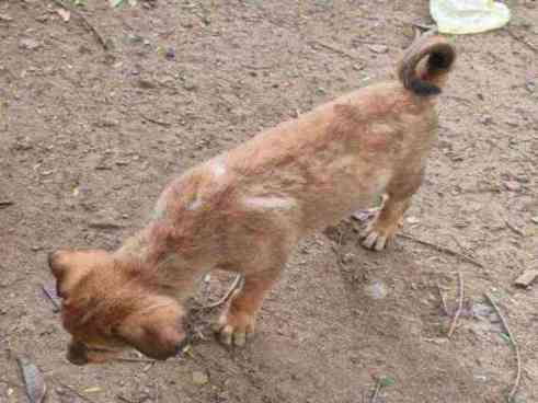 Stray puppy with severe skin condition found