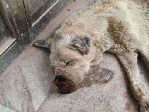 Critically ill stray dog found