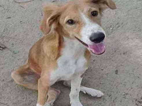 Alert stray dog found