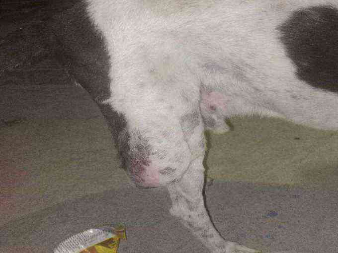 Male dog with severely inflamed scrotum