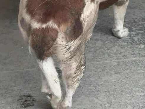 Stray dog with matted fur and possible back injury photo