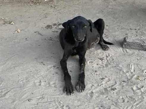 Emaciated stray dog found