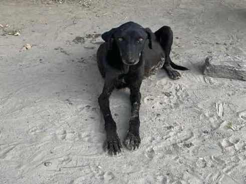 Emaciated stray dog in urgent need of care