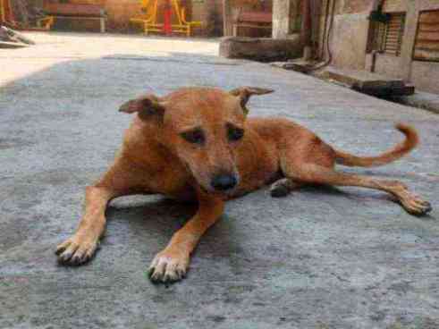 Severely emaciated stray dog found