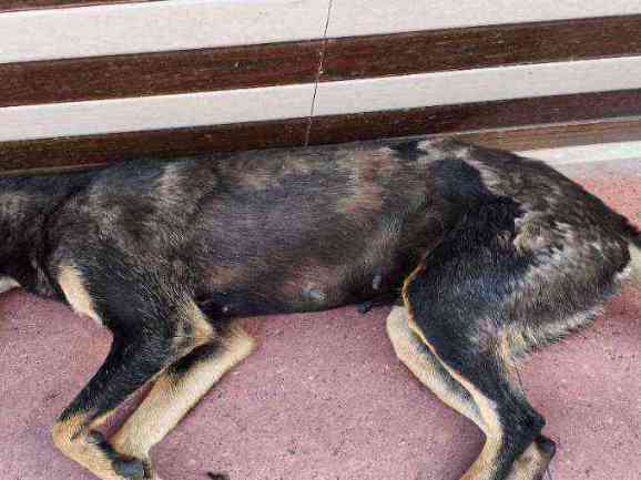 Stray dog with severe skin condition