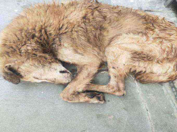 Emaciated and neglected stray dog