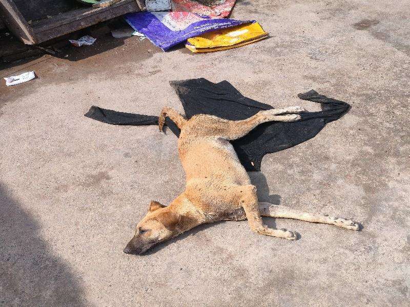 Deceased or critically ill stray dog found