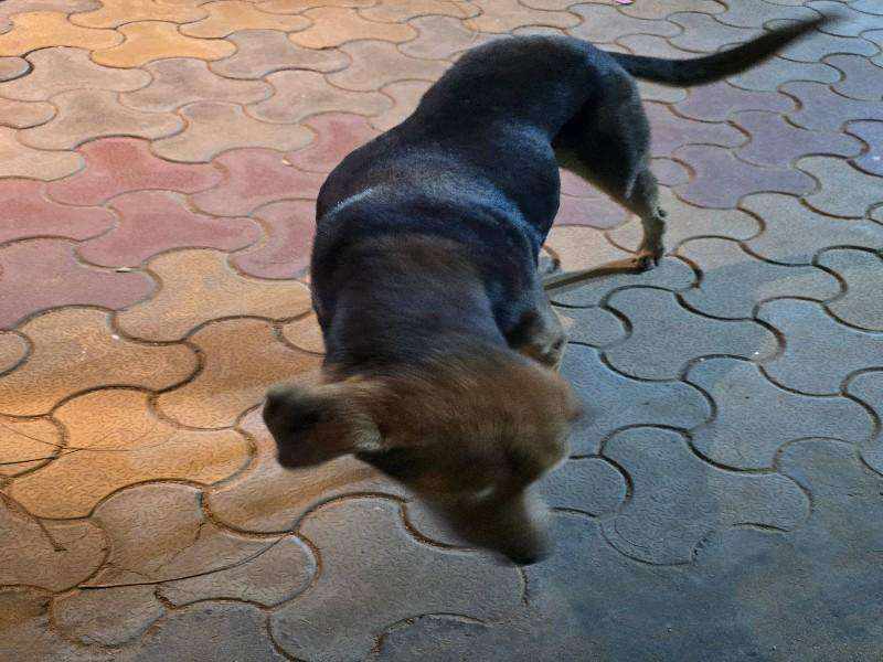 Babli