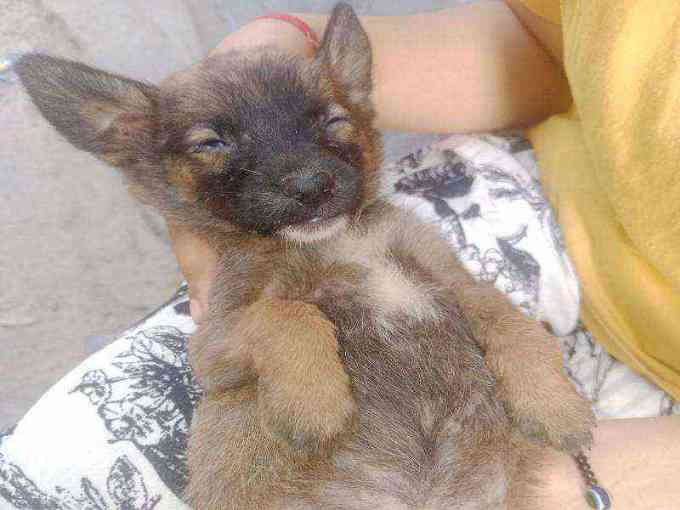 Content puppy, no visible injuries