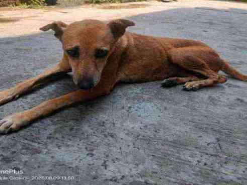 Severely emaciated stray dog found photo