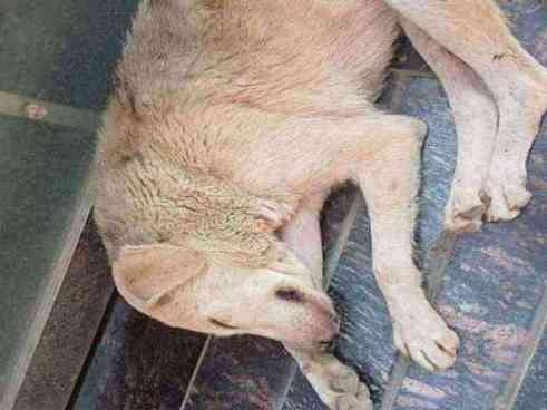 Stray dog with visible skin irritation and poor coat condition