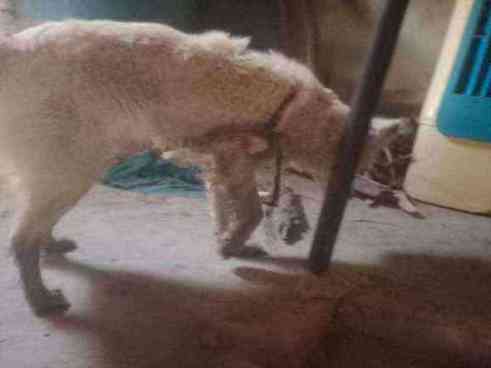 Stray dog with severe skin condition