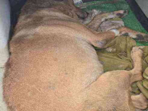Dog with distended abdomen found