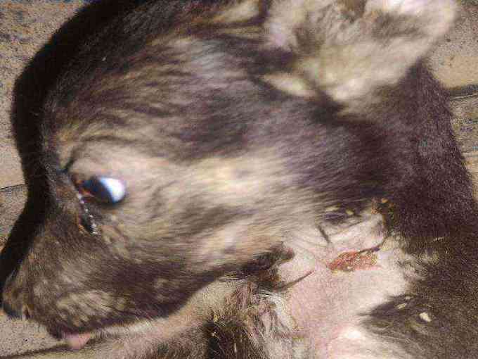 Severely injured puppy found with eye trauma