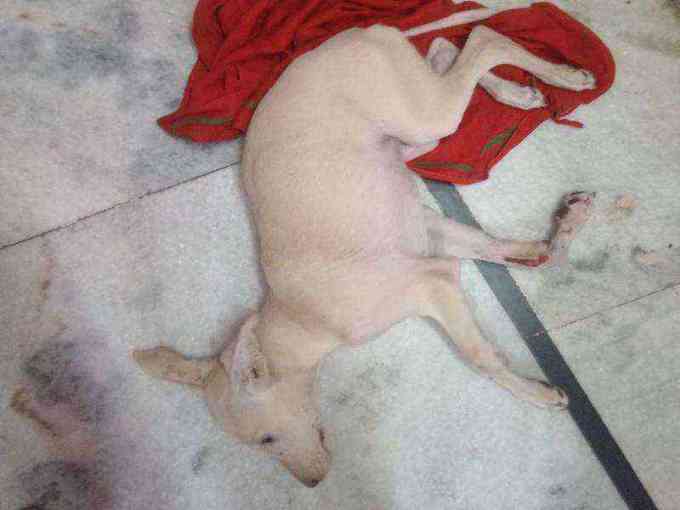 Injured and emaciated dog found