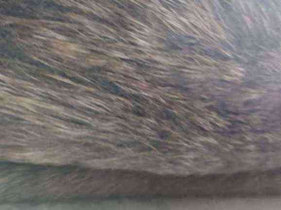 Dog with severe skin irritation