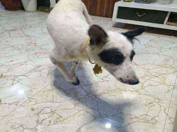 Severely emaciated dog found