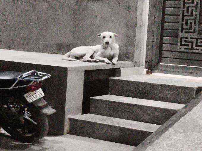 Stray dog resting calmly