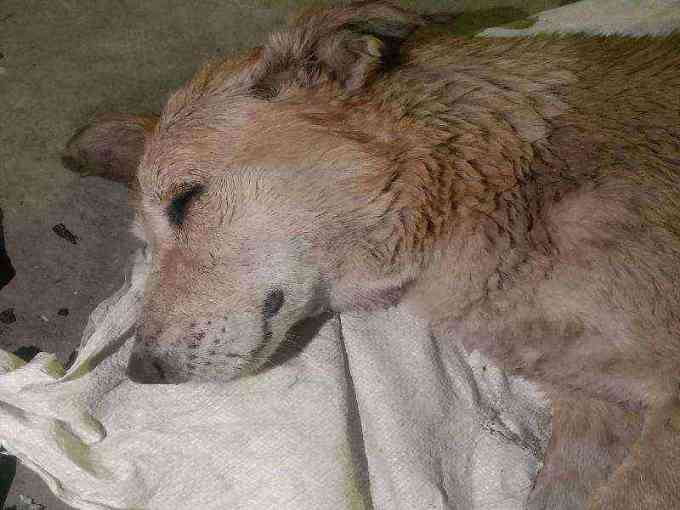 Lethargic dog with visible skin issues