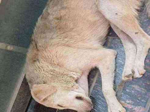 Stray dog distemper photo