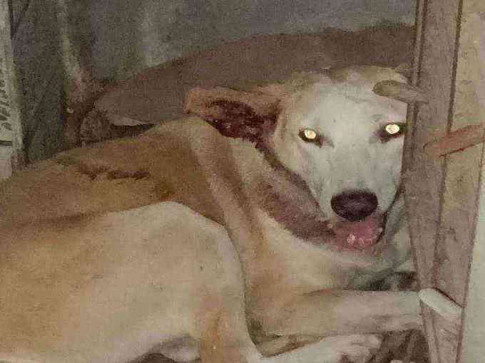 Injured stray dog with severe ear trauma