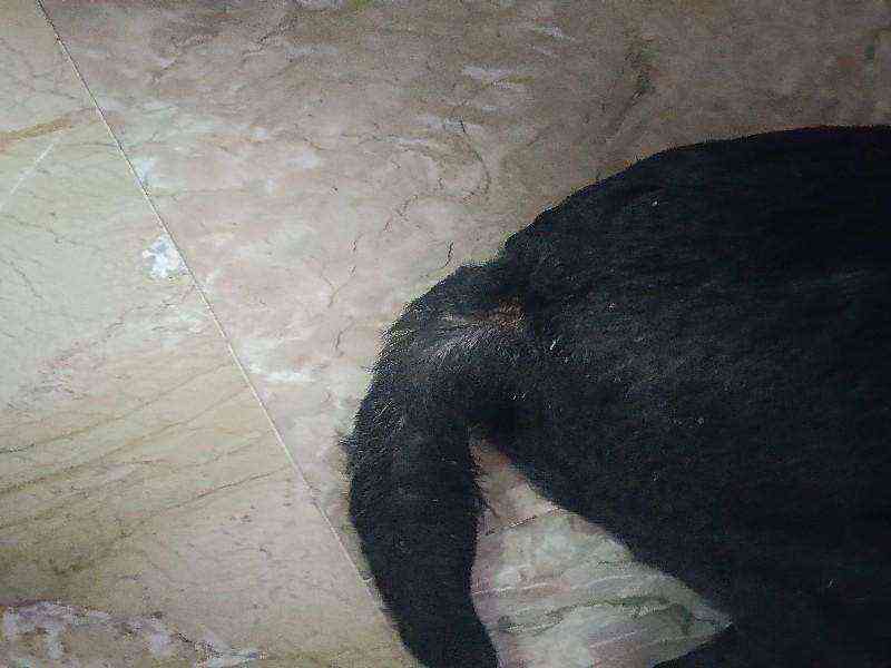 Dog with inflamed tail base found