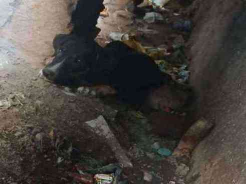 Severely injured stray dog found in ditch