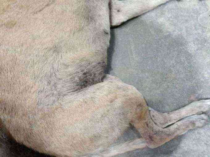 Dog with severe skin discoloration and suspected injury