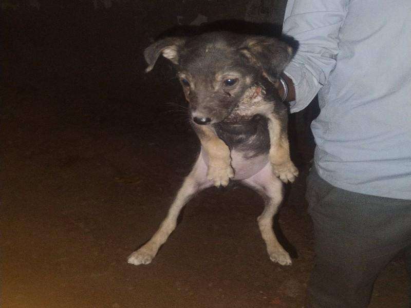 Injured puppy with severe skin condition