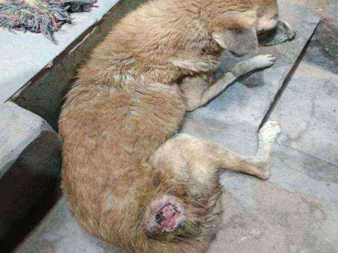 Stray dog with severe open wound on leg